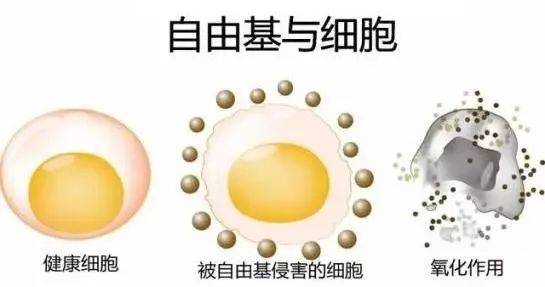 硒語 | 美國華裔專家揭曉新病毒與自由基的關(guān)系！