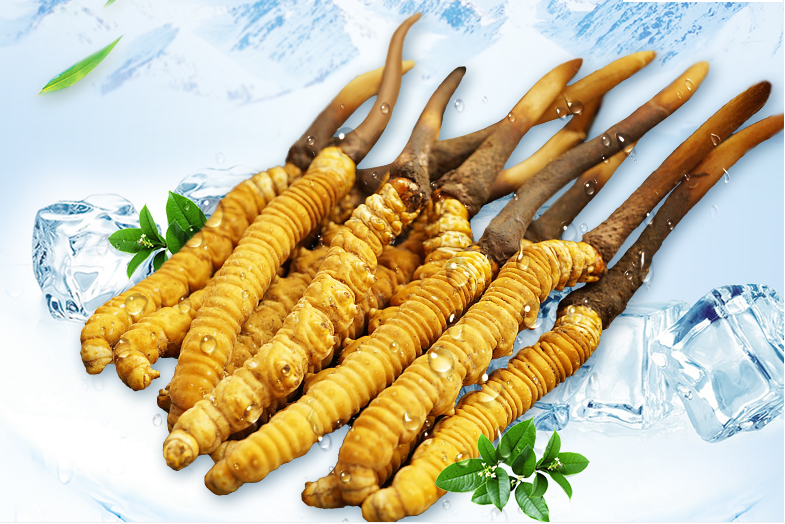 冬蟲夏草這幾種人一定要堅(jiān)持吃，好處多多