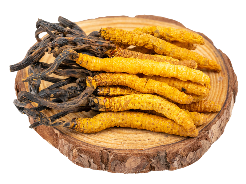 聽(tīng)說(shuō)蝙蝠蛾擬青霉與冬蟲(chóng)夏草有關(guān)？是真的嗎