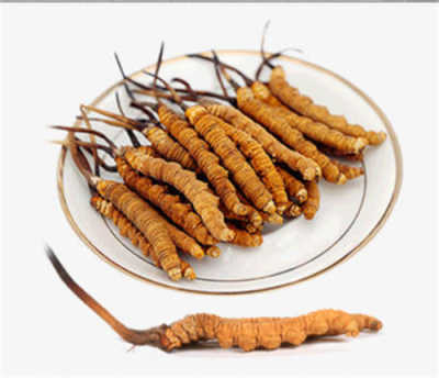 大自然真奇妙，蝙蝠蛾與蟲(chóng)草菌相遇，這就是冬蟲(chóng)夏草