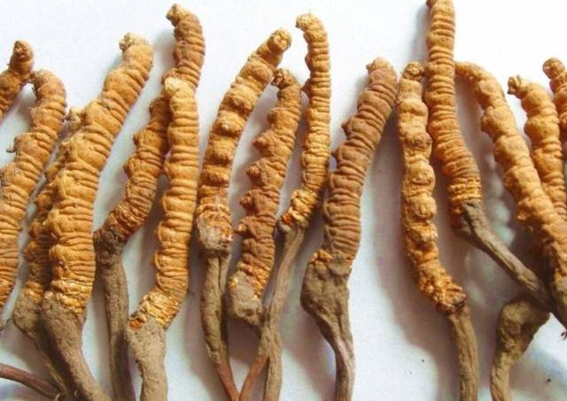 想要提升免疫力，蝙蝠蛾擬青霉菌來(lái)助力