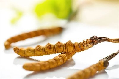 冬蟲夏草菌絲體，蟲草健康養(yǎng)生新時(shí)代