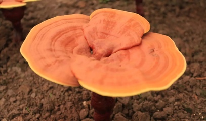 未破壁的靈芝孢子粉有什么危害？